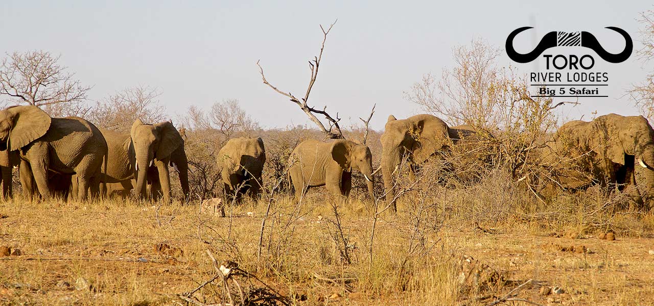 Toro River Lodges | African dream safari