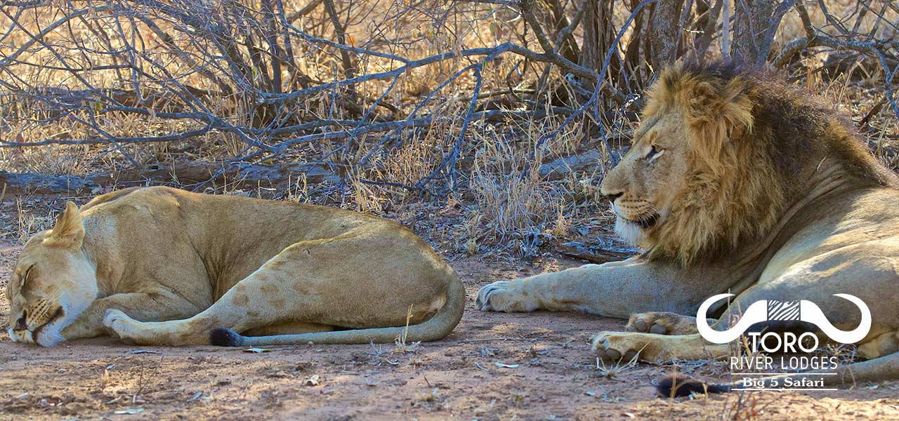 Toro River Lodges | African dream safari