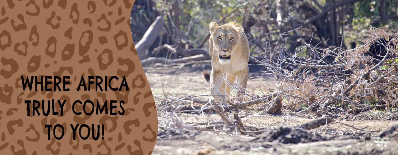 Toro River Lodges | African dream safari