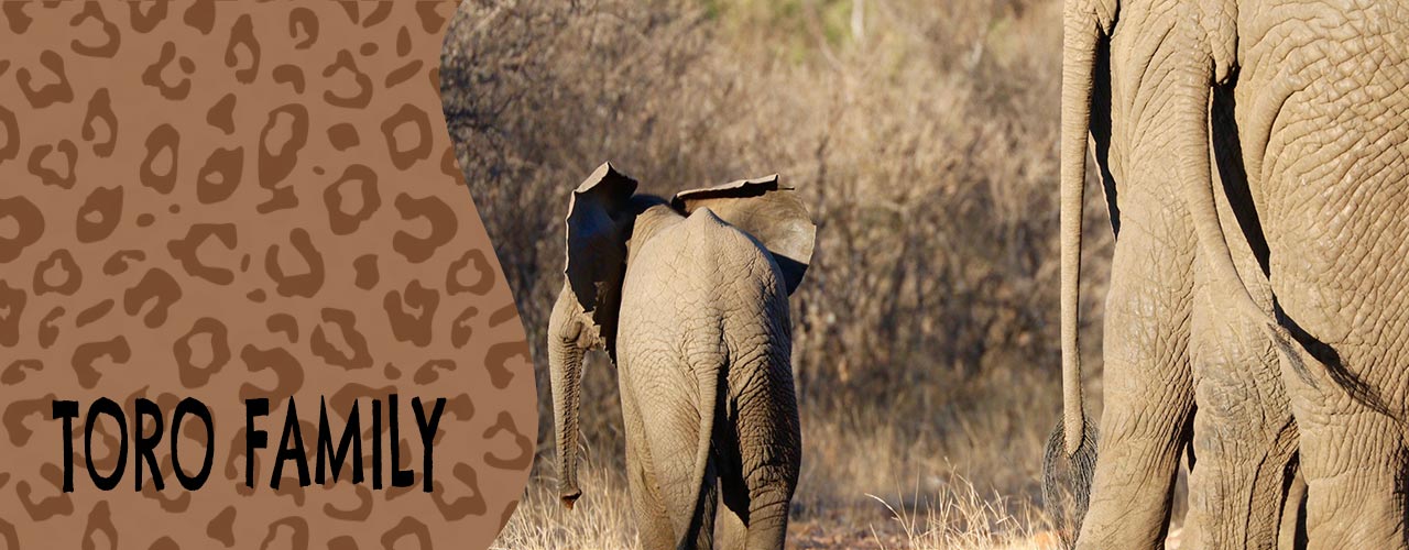 Toro River Lodges | African dream safari