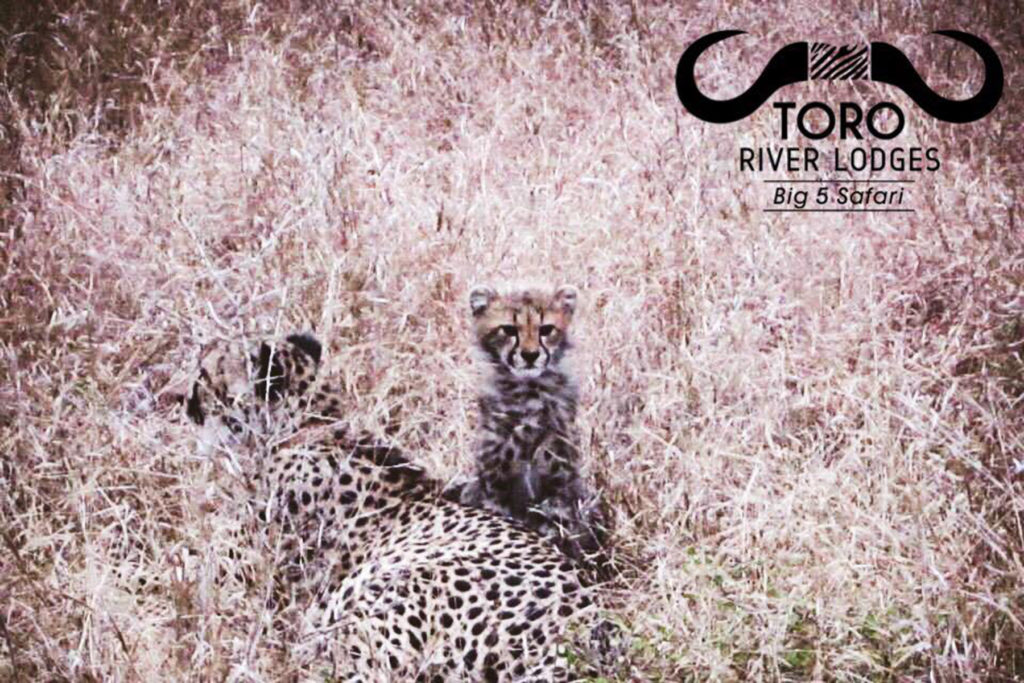 Cheetah | Toro River Lodges