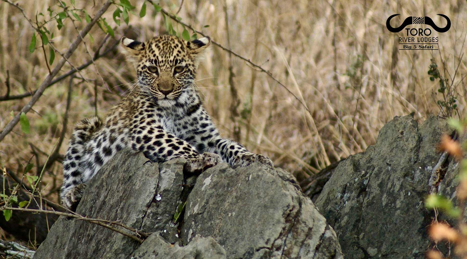Cheetah | Toro River Lodges