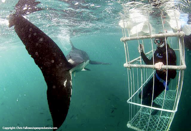 Shark Cage Diving | Toro River Lodges