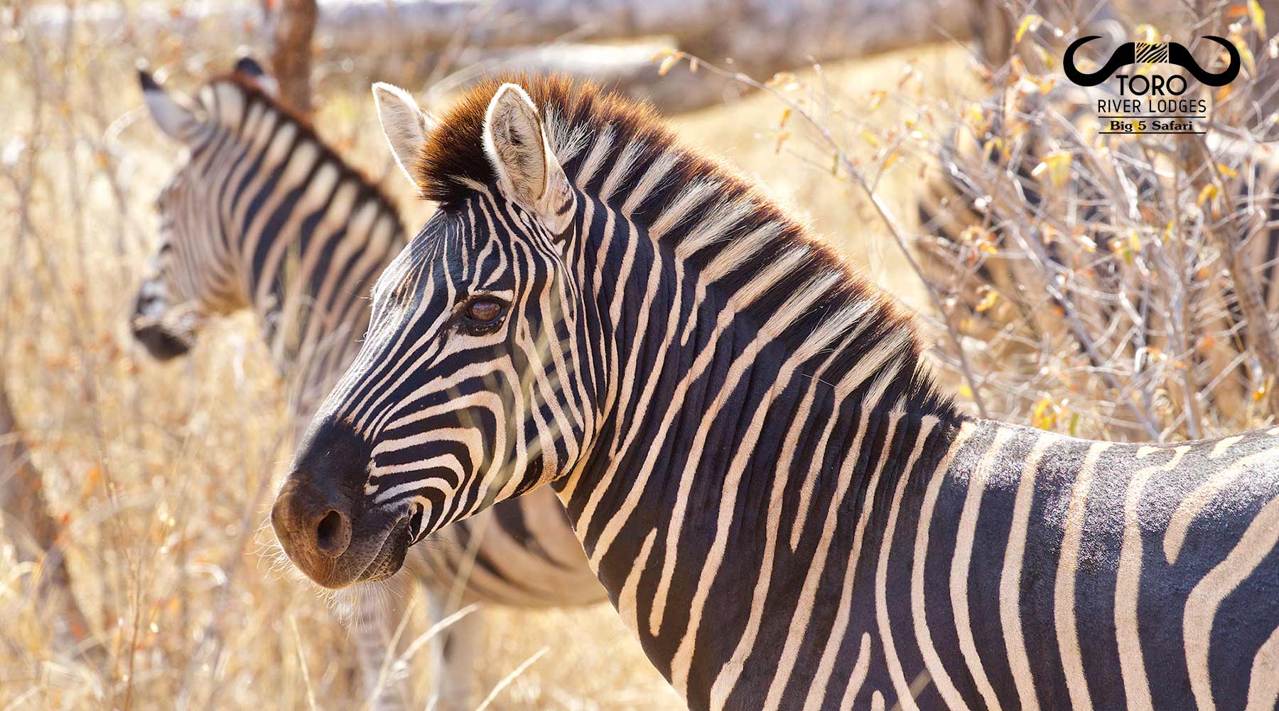 Zebras | Toro River Lodges