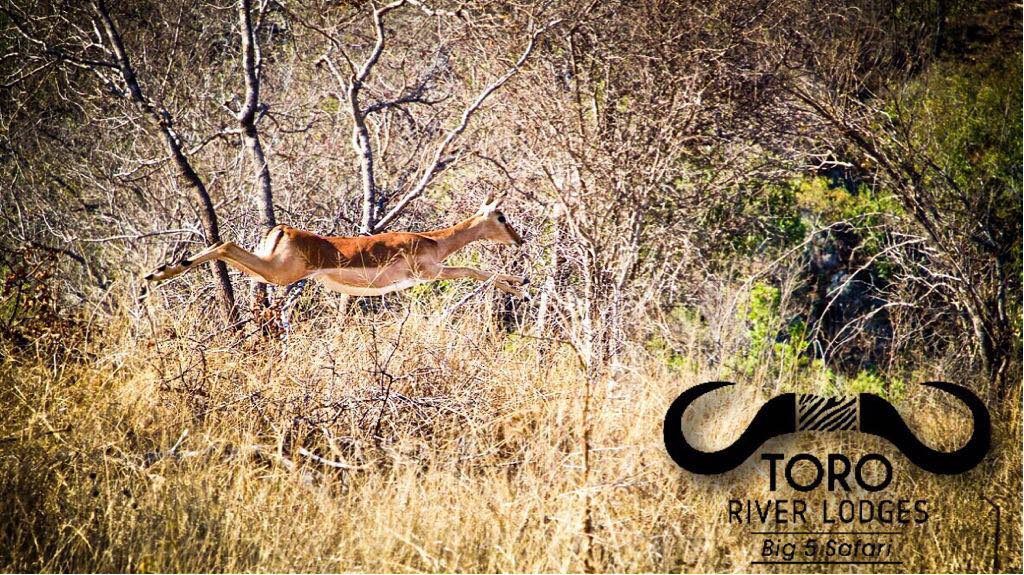 Toro River Lodges | Big 5 Safari