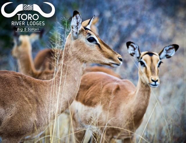 Toro River Lodges | Big 5 Safari