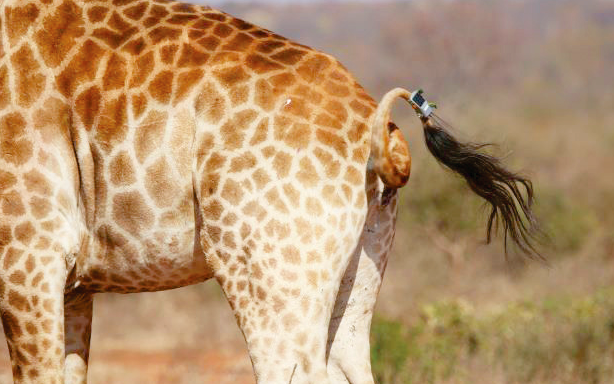 Giraffe Conservation Foundation